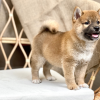 Shiba Inu - Màu Vàng (MS 05)