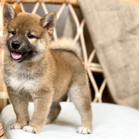 Shiba Inu - Màu Vàng (MS 05)