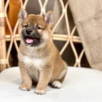 Shiba Inu - Màu Vàng (MS 05)