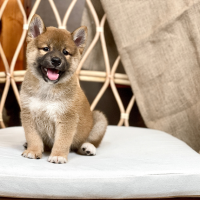 Shiba Inu - Màu Vàng (MS 05)