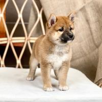Shiba Inu - Màu Vàng (MS 06)