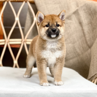 Shiba Inu - Màu Vàng (MS 06)