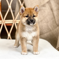 Shiba Inu - Màu Vàng (MS 06)