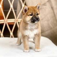 Shiba Inu - Màu Vàng (MS 06)