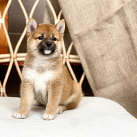 Shiba Inu - Màu Vàng (MS 06)