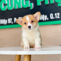 Corgi Lông Dài - Màu Vàng (MS 02)