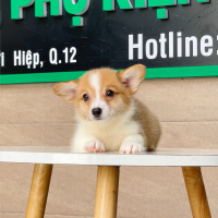 Corgi Lông Dài - Màu Vàng (MS 02)