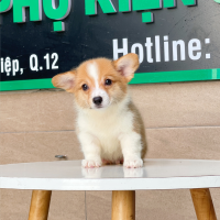 Corgi Lông Dài - Màu Vàng (MS 02)