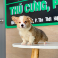 Corgi Lông Dài - Màu Vàng (MS 03)