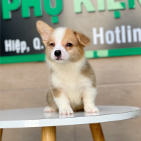 Corgi Lông Dài - Màu Vàng (MS 03)
