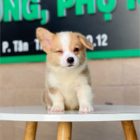 Corgi Lông Dài - Màu Vàng (MS 03)