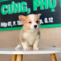 Corgi Lông Dài - Màu Vàng (MS 03)
