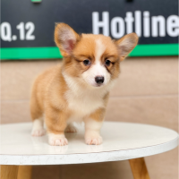 Corgi Lông Dài - Màu Vàng (MS 01)