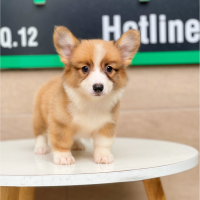 Corgi Lông Dài - Màu Vàng (MS 01)