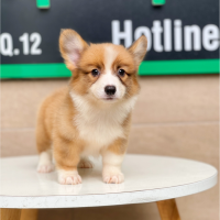 Corgi Lông Dài - Màu Vàng (MS 01)
