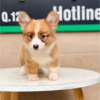 Corgi Lông Dài - Màu Vàng (MS 01)
