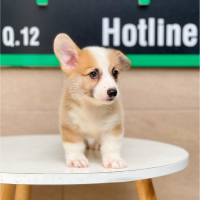 Corgi Lông Ngắn - Màu Vàng (MS 01)