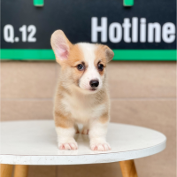 Corgi Lông Ngắn - Màu Vàng (MS 01)