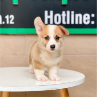 Corgi Lông Ngắn - Màu Vàng (MS 01)