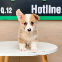 Corgi Lông Ngắn - Màu Vàng (MS 01)