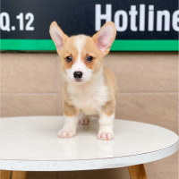 Corgi Lông Ngắn - Màu Vàng (MS 02)