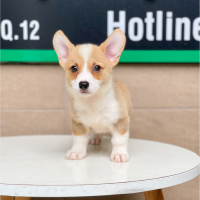 Corgi Lông Ngắn - Màu Vàng (MS 02)