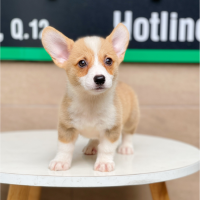 Corgi Lông Ngắn - Màu Vàng (MS 02)