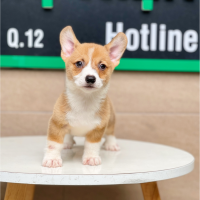 Corgi Lông Ngắn - Màu Vàng (MS 03)