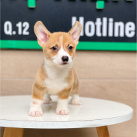 Corgi Lông Ngắn - Màu Vàng (MS 03)