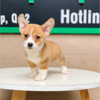Corgi Lông Ngắn - Màu Vàng (MS 03)