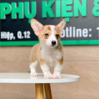 Corgi Lông Ngắn - Màu Vàng (MS 04)