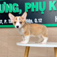 Corgi Lông Ngắn - Màu Vàng (MS 04)