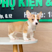Corgi Lông Ngắn - Màu Vàng (MS 04)