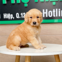 Golden Retriever - Màu Vàng Đậm (MS 06)