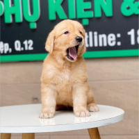 Golden Retriever - Màu Vàng Đậm (MS 06)