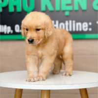 Golden Retriever - Màu Vàng Đậm (MS 06)