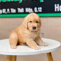 Golden Retriever - Màu Vàng Đậm (MS 07)