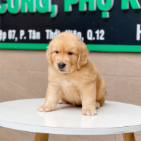 Golden Retriever - Màu Vàng Đậm (MS 07)