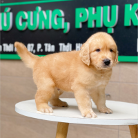 Golden Retriever - Màu Vàng Đậm (MS 07)