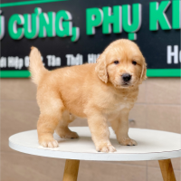 Golden Retriever - Màu Vàng Đậm (MS 07)