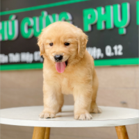 Golden Retriever - Màu Vàng Đậm (MS 08)