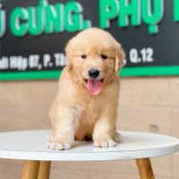 Golden Retriever - Màu Vàng Đậm (MS 09)