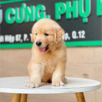 Golden Retriever - Màu Vàng Đậm (MS 09)