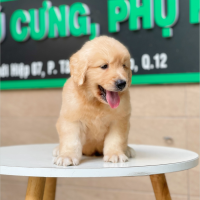 Golden Retriever - Màu Vàng Đậm (MS 09)