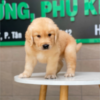 Golden Retriever - Màu Vàng Đậm (MS 11)