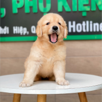 Golden Retriever - Màu Vàng Đậm (MS 11)