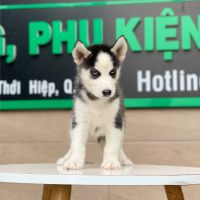 Husky Siberian - Màu Đen Trắng (MS 02)