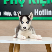 Husky Siberian - Màu Đen Trắng (MS 02)