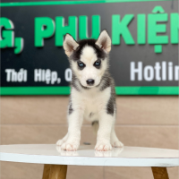 Husky Siberian - Màu Đen Trắng (MS 02)