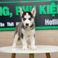 Husky Siberian - Màu Đen Trắng (MS 03)